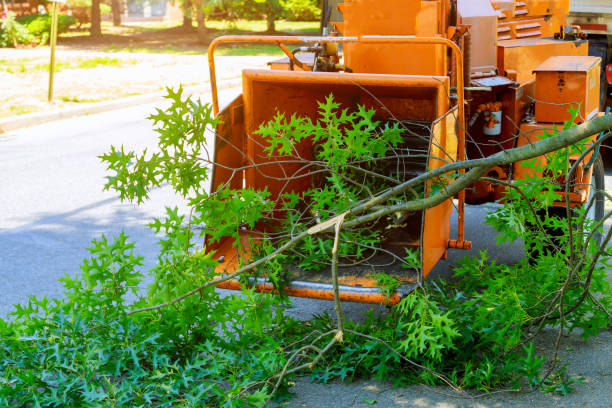 Best Utility Line Clearance  in Braska City, NE