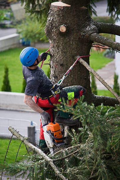 Professional Tree Services in Nebraska City, NE